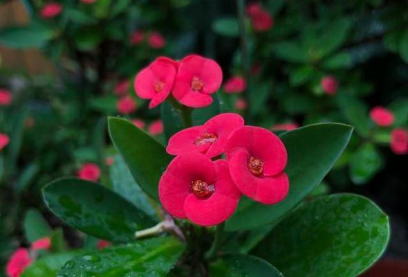 虎刺梅花语的意义及象征（解析虎刺梅的花语与美学价值）