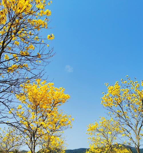 黄花风铃木的花语（探索黄花风铃木的花语与意义）