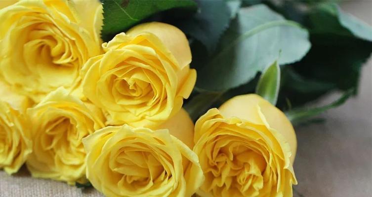 黄玫瑰的美丽与深意（黄玫瑰）