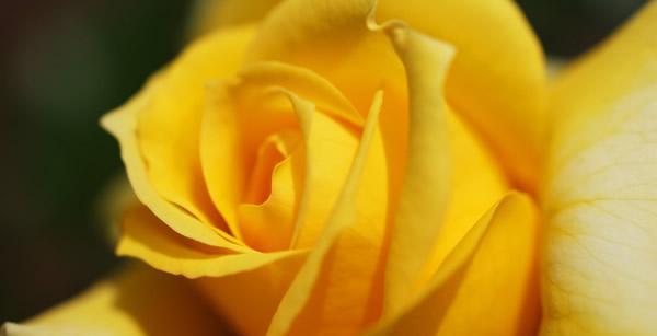 黄玫瑰的意义与象征（传递温暖与友谊的黄玫瑰花语）