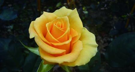 黄玫瑰的象征意义与传说（两朵黄玫瑰所代表的真爱与友情）