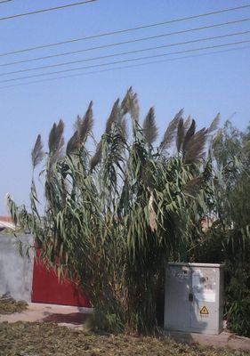 厂门口适合种什么植物（打造美丽厂区）