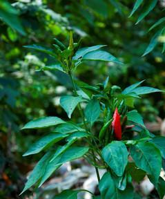 朝天椒开花结果时间及特点