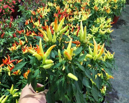 朝天椒是一种多年生植物（了解朝天椒的生长特点和养护技巧）