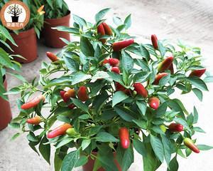 如何选择适合种植朝天椒的盆（朝天椒的种植环境及盆土需求）
