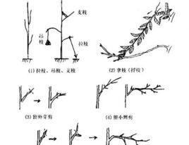 如何正确摘心打顶朝天椒（时间）