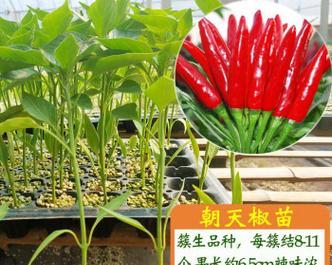 了解朝天椒的种植时间和生长周期（打造丰收的朝天椒种植技巧与经验）