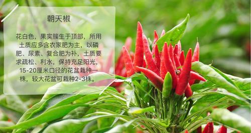 如何选择适宜的播种时间来种植朝天椒（了解朝天椒的生长特点和所需环境条件）