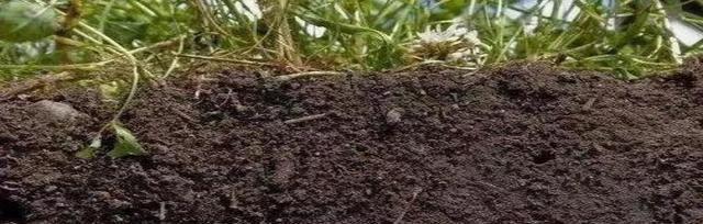 潮土——中国南方特有的土壤类型（探秘潮土的形成）