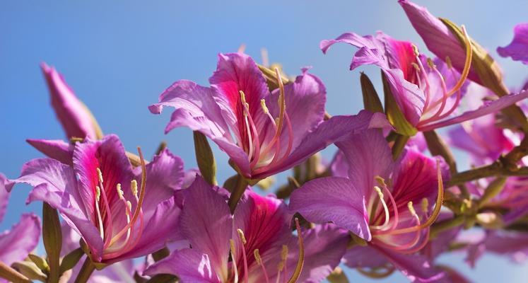 探秘潮州市花（潮州市花的种类及文化内涵）