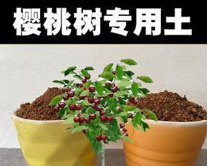 车厘子盆栽能否结果（从选种到养护）