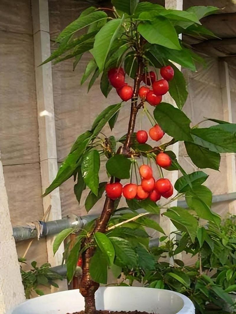 车厘子盆栽的合适盆器尺寸（如何选购适合车厘子盆栽的盆器）