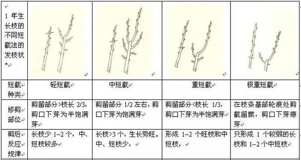 车厘子种子的催芽方法（以最简单的方法让车厘子种子快速发芽）