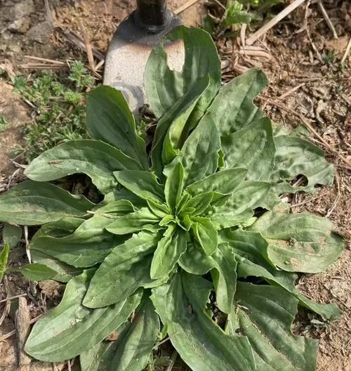 车前草——一种常见的野生草本植物（探秘车前草的形态）