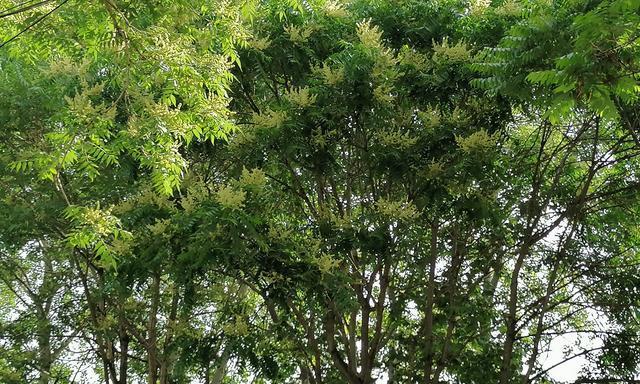 探秘郴州市树——黄杨木（从历史）