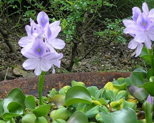 探秘沉水植物的生态奇妙世界（从生长环境到生命力探究沉水植物的神奇之旅）