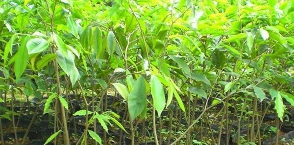 沉香木的种植环境条件（探寻沉香木成长的气候要素和适宜环境）