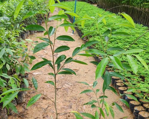 北方可种植沉香树苗吗（适宜种植地区及注意事项）