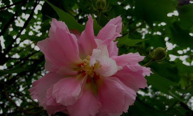 成都市花（揭秘成都市花的来历与特点）