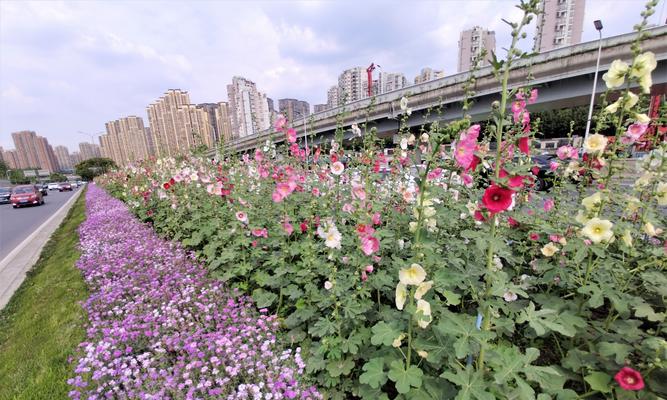 成都适合养什么花（打造美丽花园）