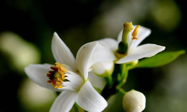 橙花香气的美妙魅力（探究橙花的清香与神秘）