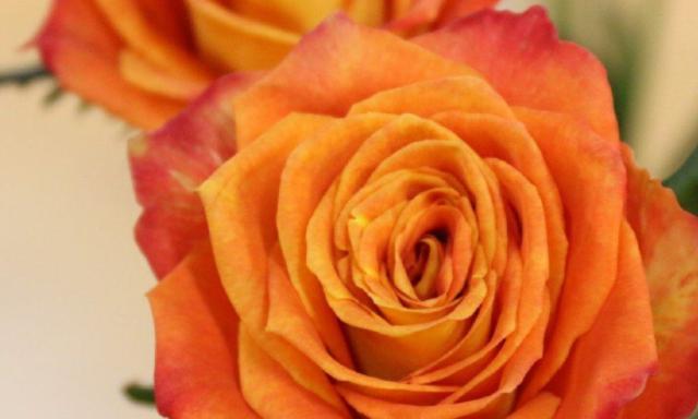 橙玫瑰的花语解析（探索橙玫瑰背后的含义）