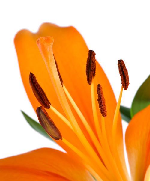 橙色百合花的寓意和象征意义（解读橙色百合花代表的美好寓意）