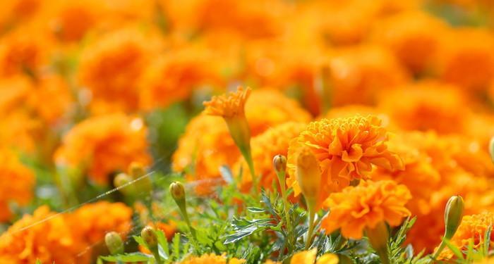 橙色花卉的美丽与魅力（探秘橙色花卉的品种）
