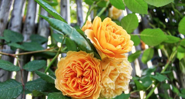 橙色蔷薇的花语与代表意义（探究橙色蔷薇花语的内涵及代表意义）