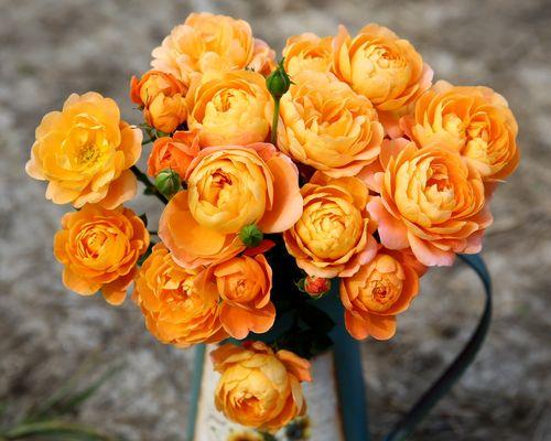 橙色蔷薇的花语与代表意义（探究橙色蔷薇花语的内涵及代表意义）