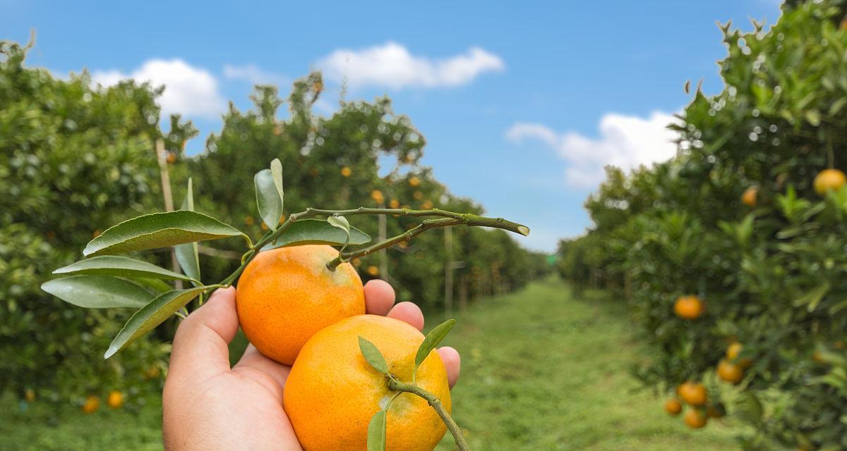 橙子采摘时间及收获季节（探讨橙子生长发育周期和采摘方法）