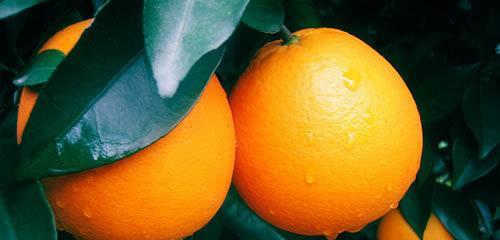 橙子的象征意义（探寻橙子在文化中的隐含意义）