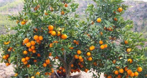 如何保存橙子（掌握这些技巧）