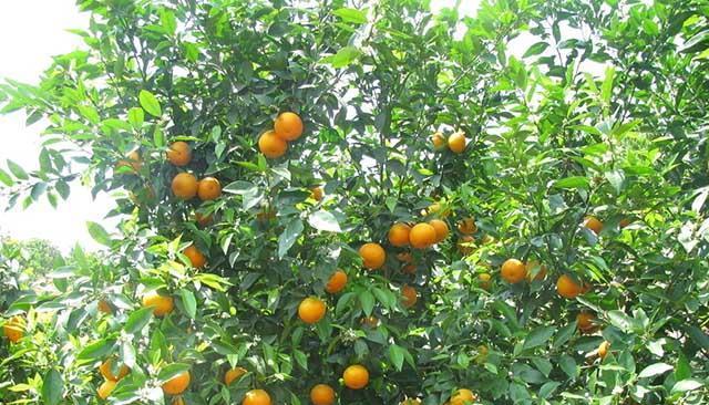 探秘橙子成熟季节（了解橙子成熟的时间和条件）