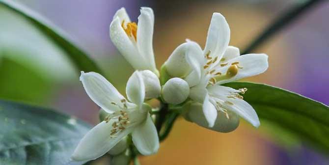 橙子的开花时间分析（一年四季橙花如何绽放）