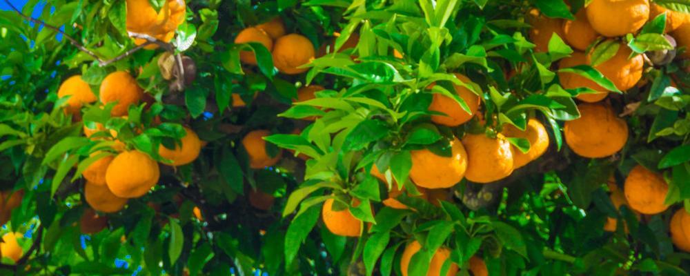 橙子生长的地理分布（探究橙子生长的环境和条件）