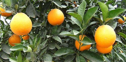 橙子的成熟季节（探秘橙子成熟之谜）