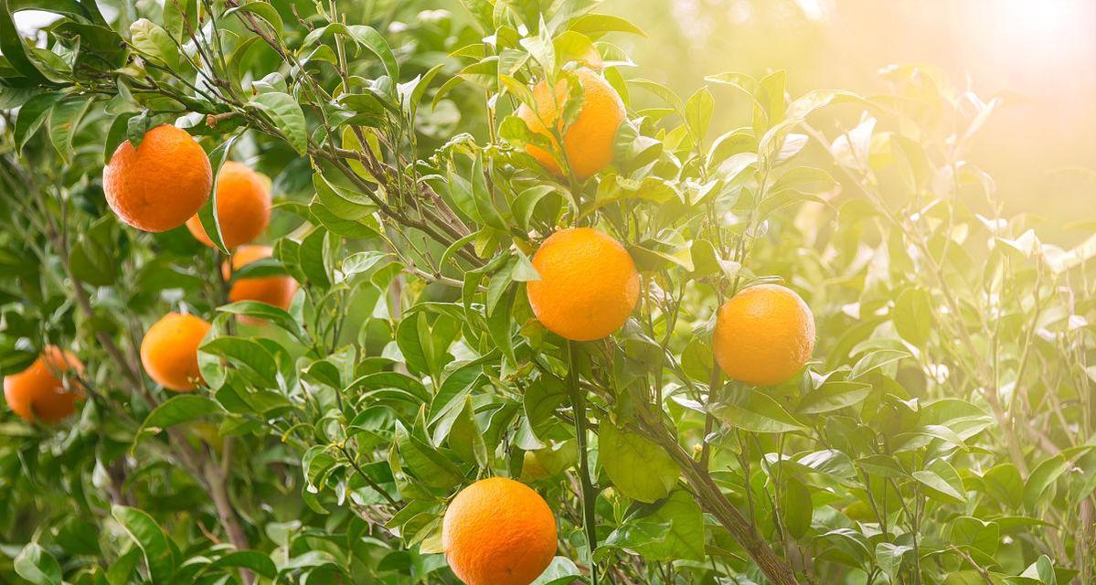 橙子树几年结果实，值得种植的原因（追求果实品质与数量的完美平衡）