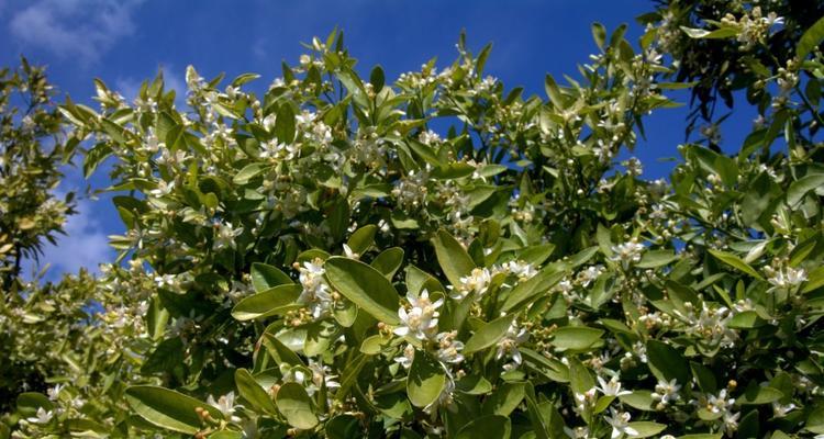 橙子树开花时间及开花规律解析（从春天到夏天）