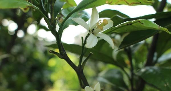 橙子树开花时间及开花规律解析（从春天到夏天）