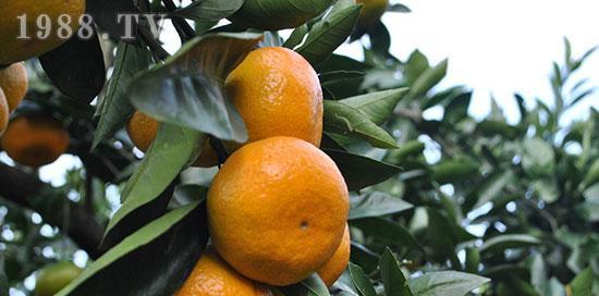 橙子树的肥料管理（选择适合橙子树的肥料）