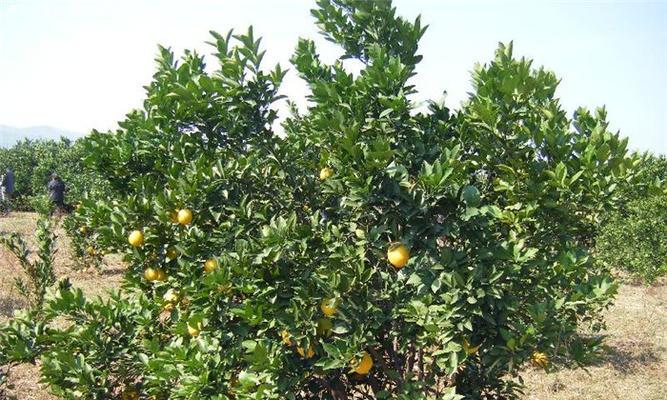 橙子树的肥料管理（选择适合橙子树的肥料）
