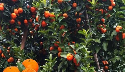 橙子树自花授粉的真相（揭秘橙子树的生殖方式及其影响）
