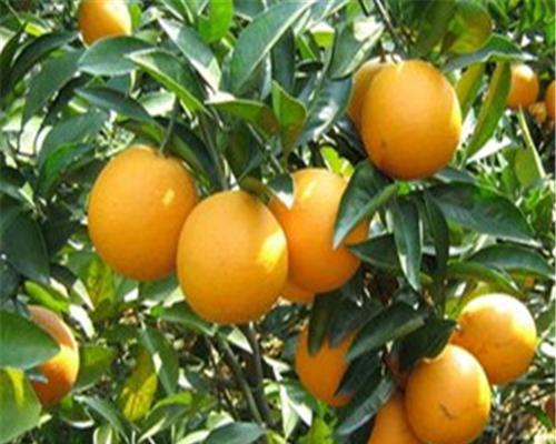 探究橙子的品种多样性（从外观到风味）