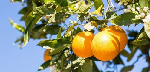 探究橙子的品种多样性（从外观到风味）