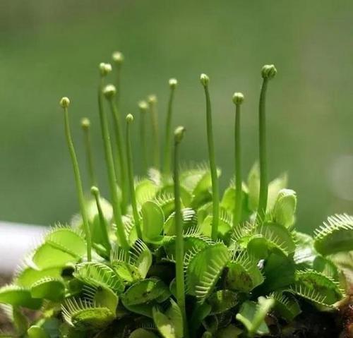 会吃虫子的植物大——探索植物界的捕虫奇观（一起探索植物界的捕虫奇观）