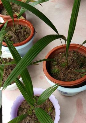 “美味可口的茎叶菜谱大全”（“利用植物茎叶打造美食）