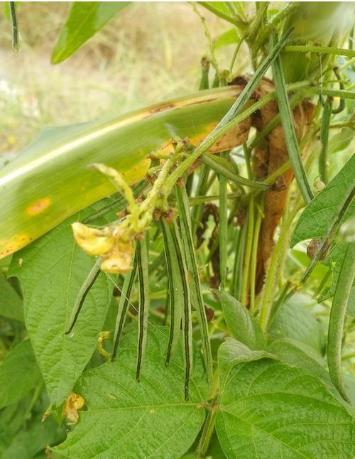 如何科学地种植红豆（种植时间）