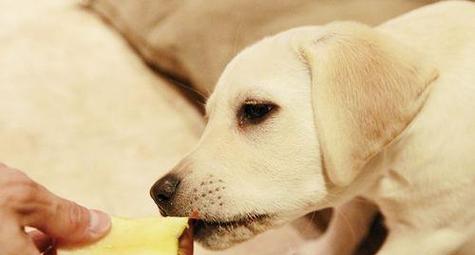 宠物狗能否食用蘑菇（常见蘑菇的毒性分析及安全选择）