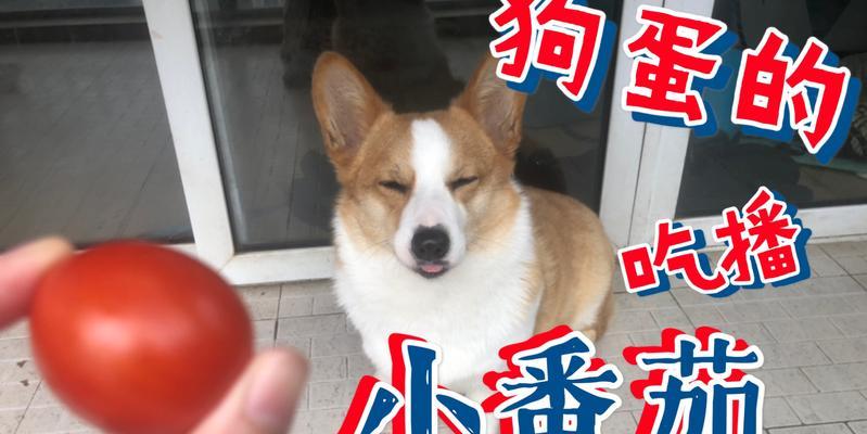 宠物狗狗可以吃小番茄吗（了解小番茄的营养价值与狗狗的适宜食用量）